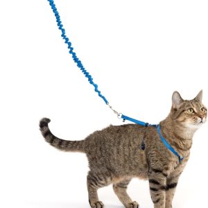 and Bungee Leash, Medium, Royal Blue